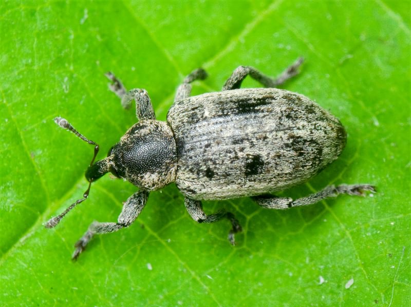 Curculionidae Latreille, 1802